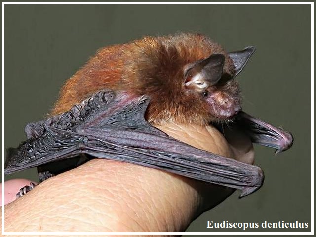 Eudiscopus denticulus